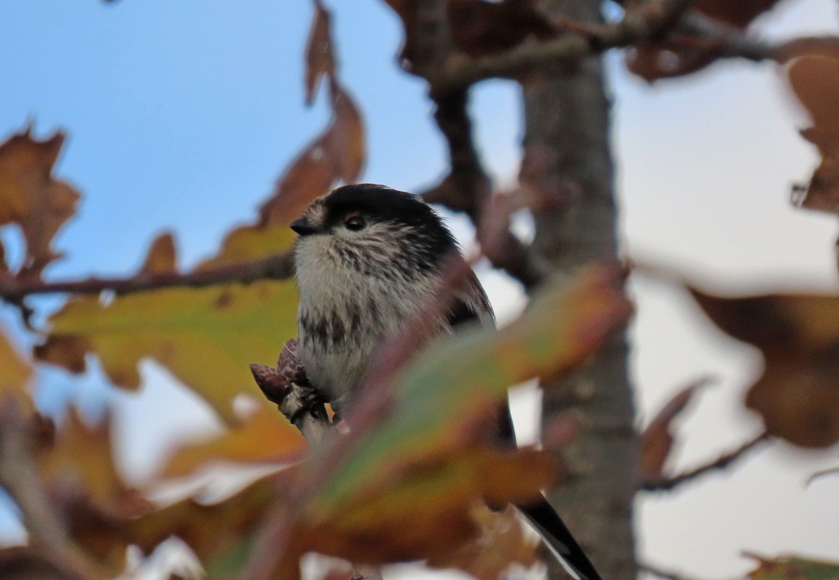 Long-tailed Tit - ML646416175