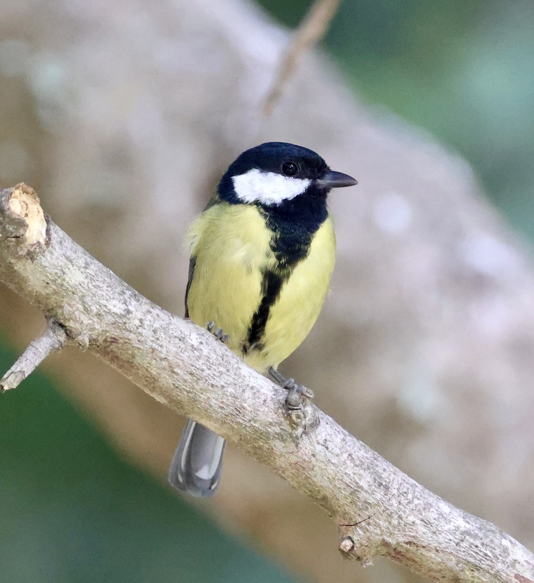 Great Tit - ML646416178