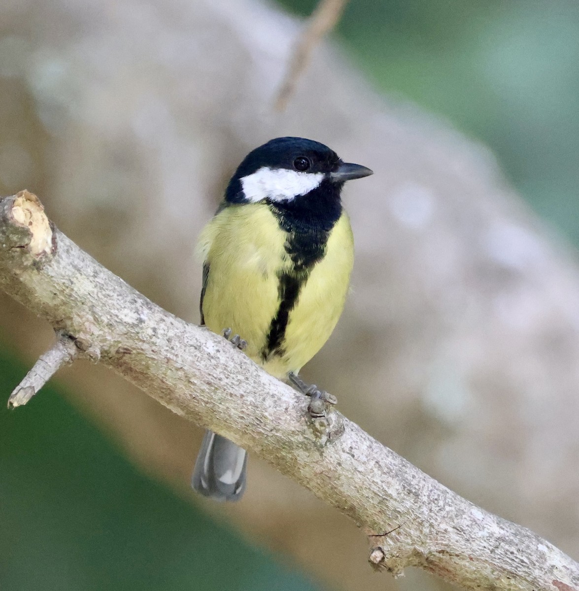Great Tit - ML646416179