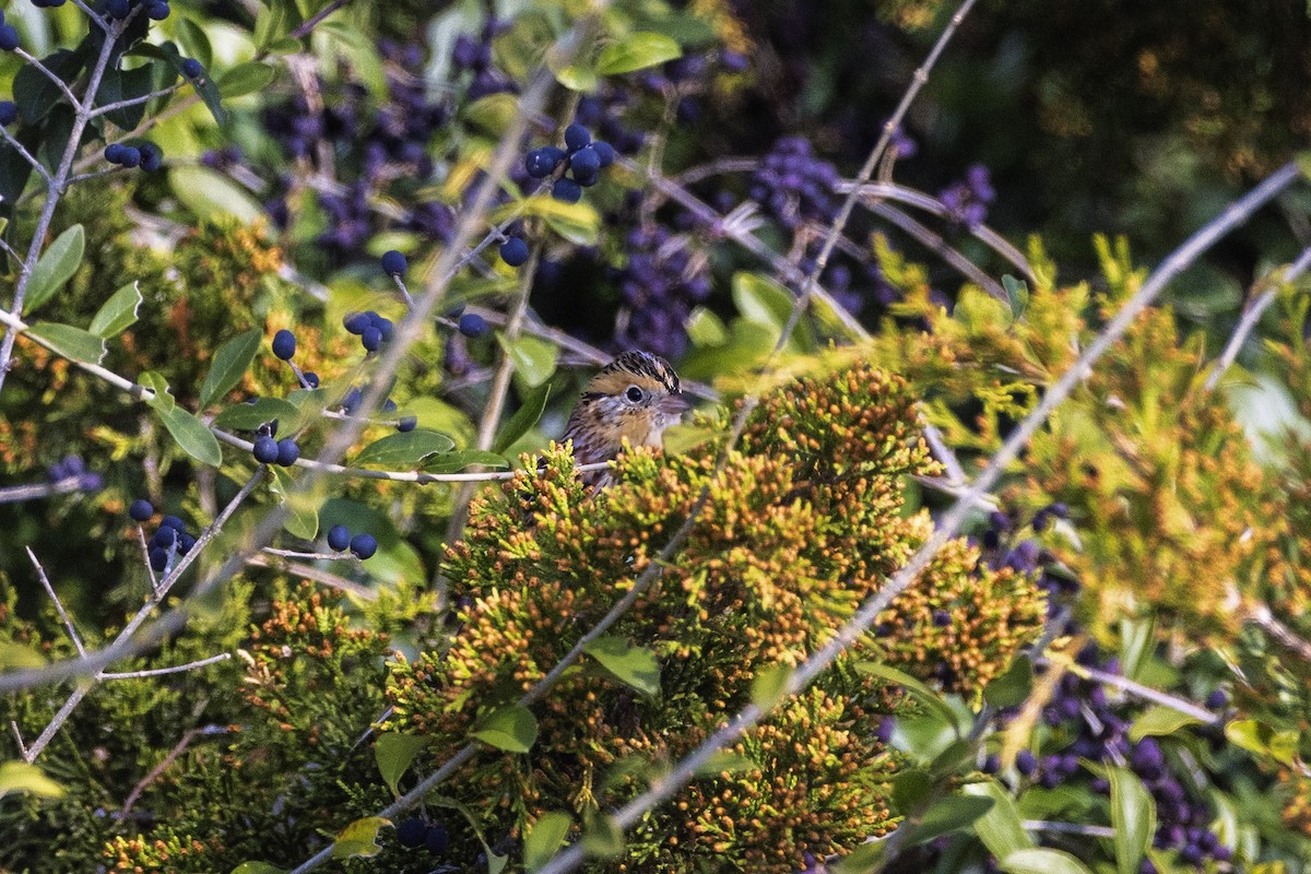 LeConte's Sparrow - ML646416183