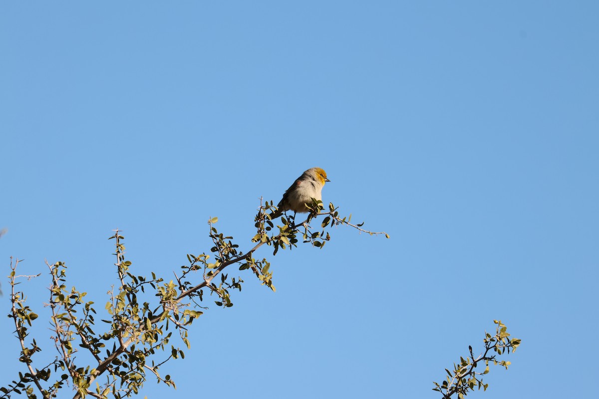 Verdin - ML646416185