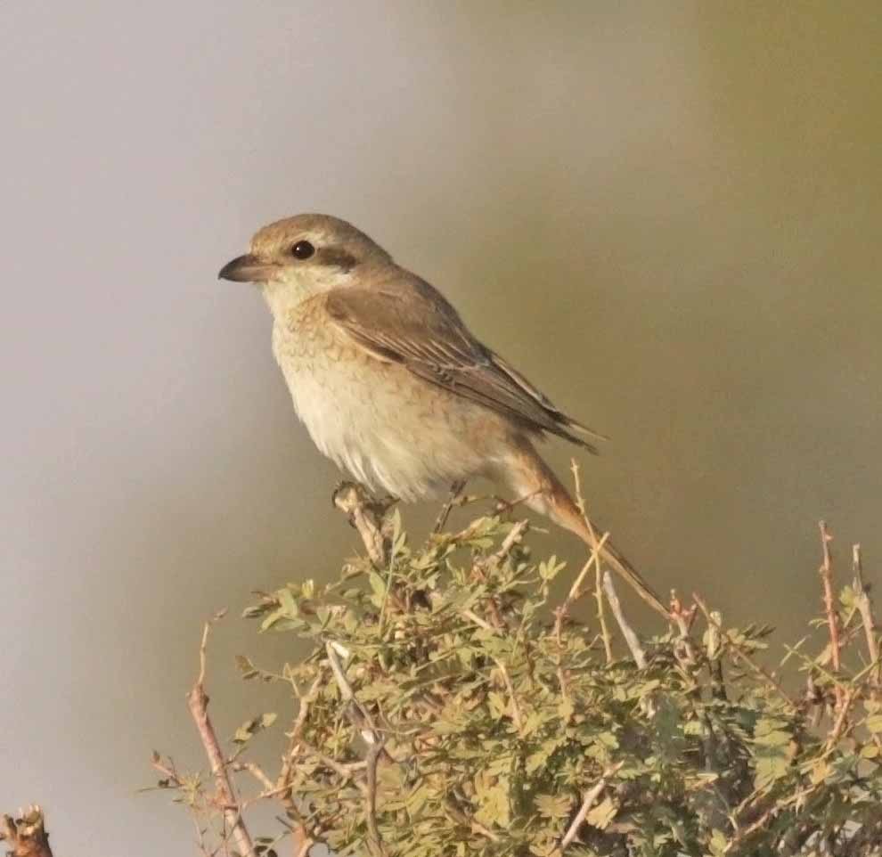 Isabelline Shrike - ML646416186