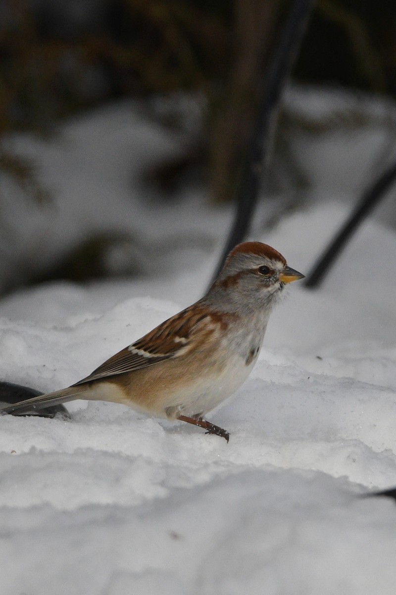 American Tree Sparrow - ML646416194