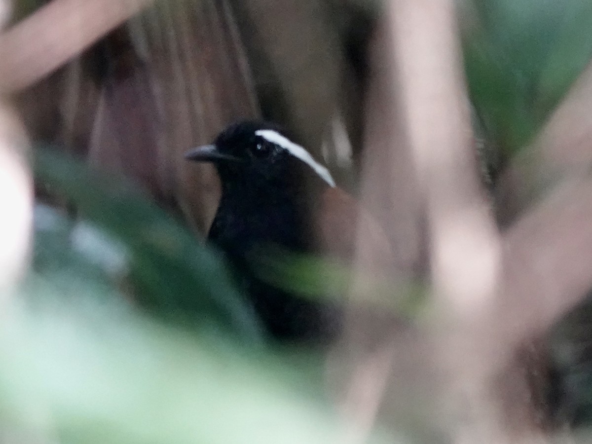 Jejenero Ventrinegro - ML646416195