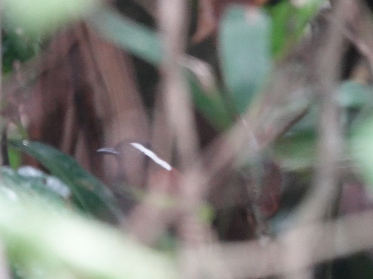 Jejenero Ventrinegro - ML646416196