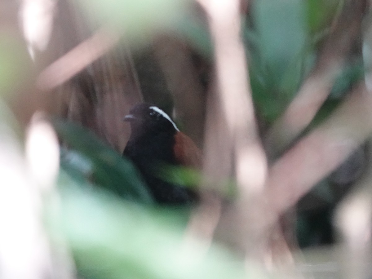 Jejenero Ventrinegro - ML646416197