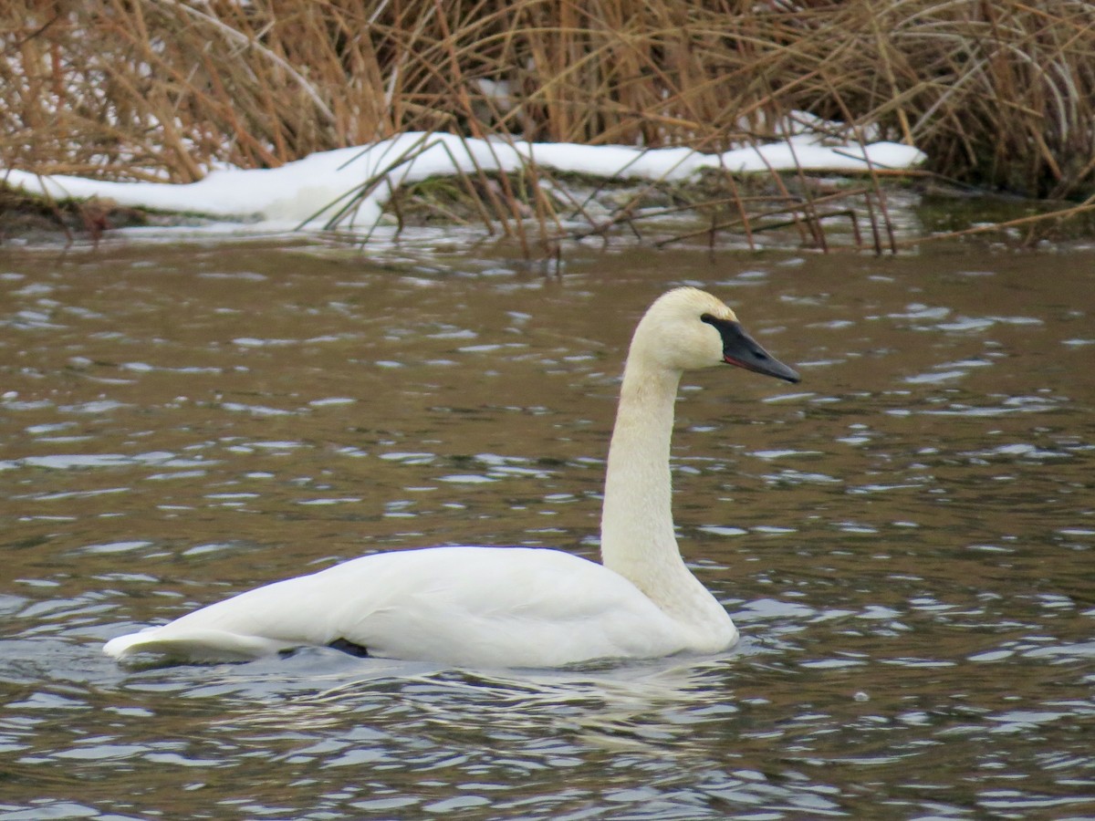 Лебедь-трубач - ML646416200