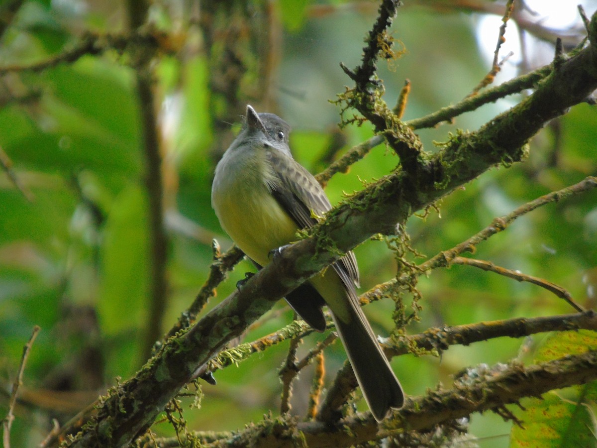 Dusky-capped Flycatcher - ML646416201