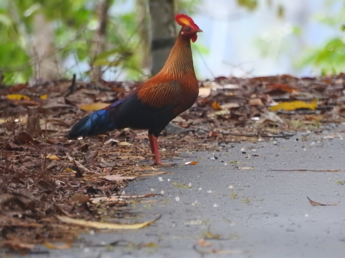 Sri Lanka Junglefowl - ML646416203