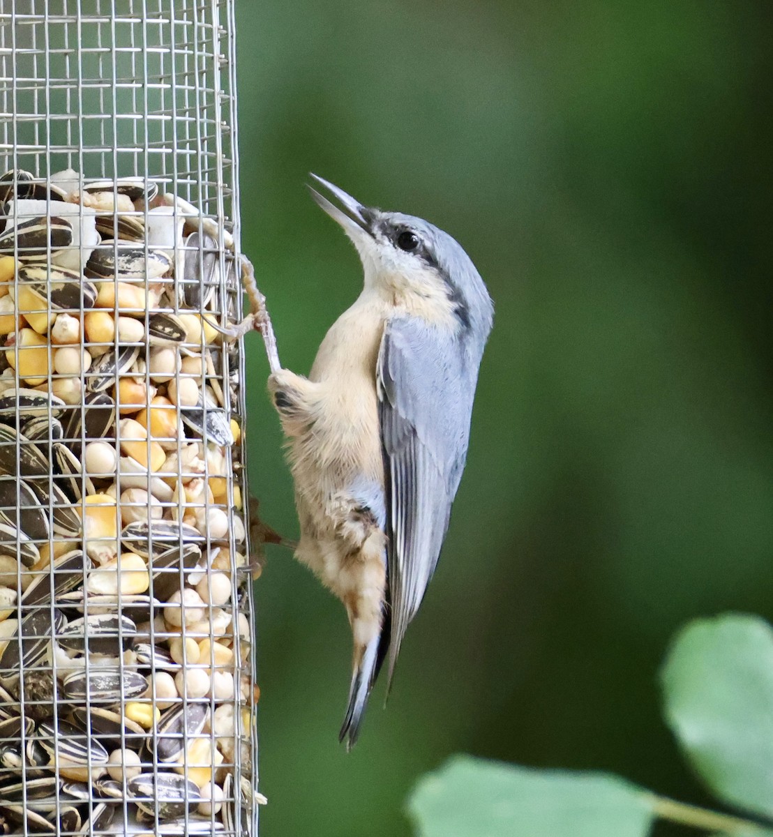 Eurasian Nuthatch - ML646416205
