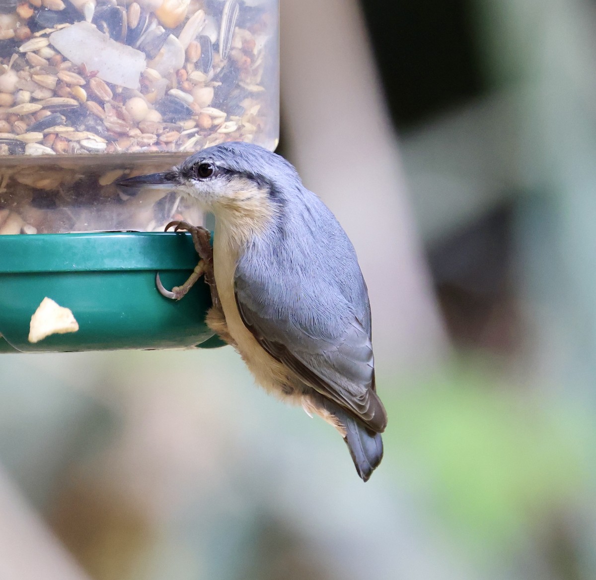 Eurasian Nuthatch - ML646416206