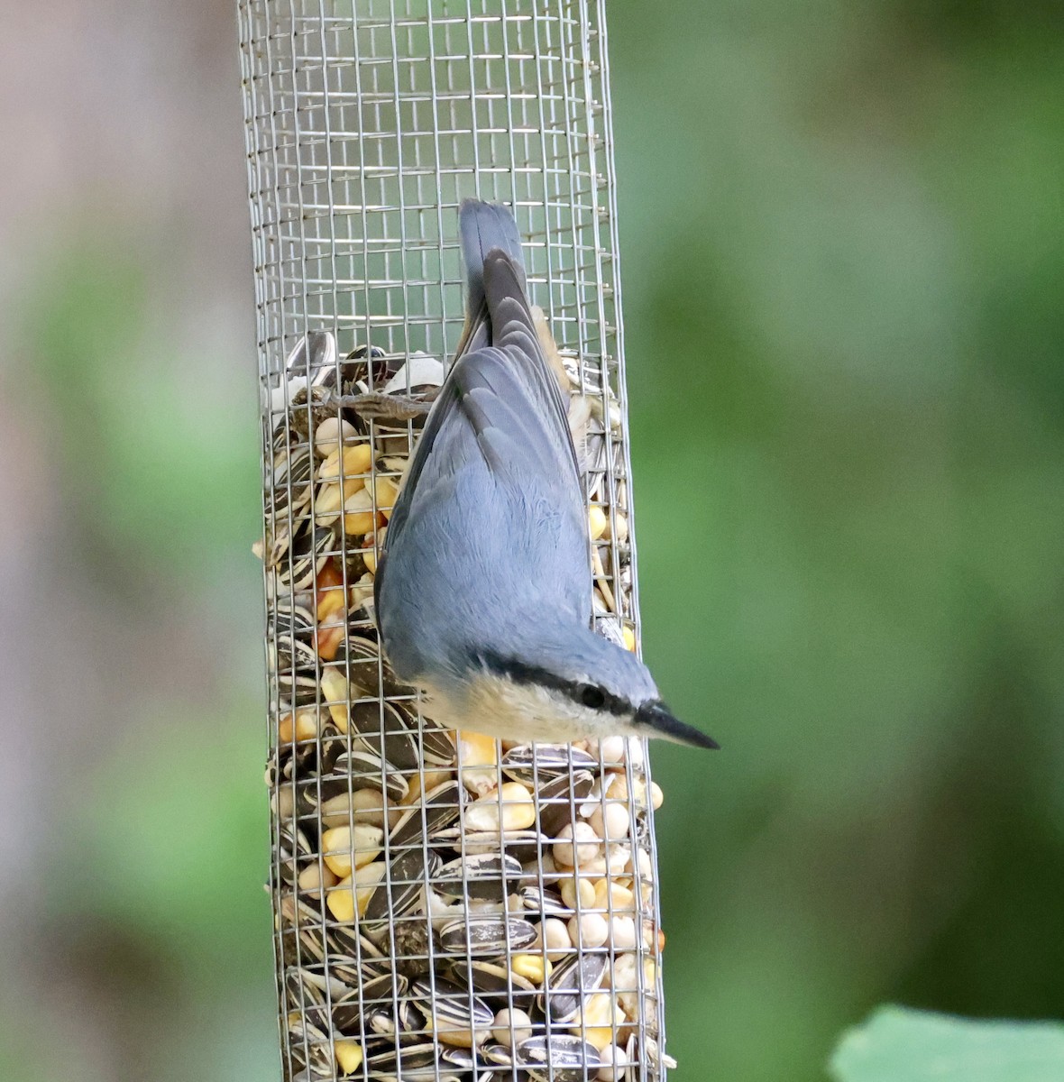 Eurasian Nuthatch - ML646416207