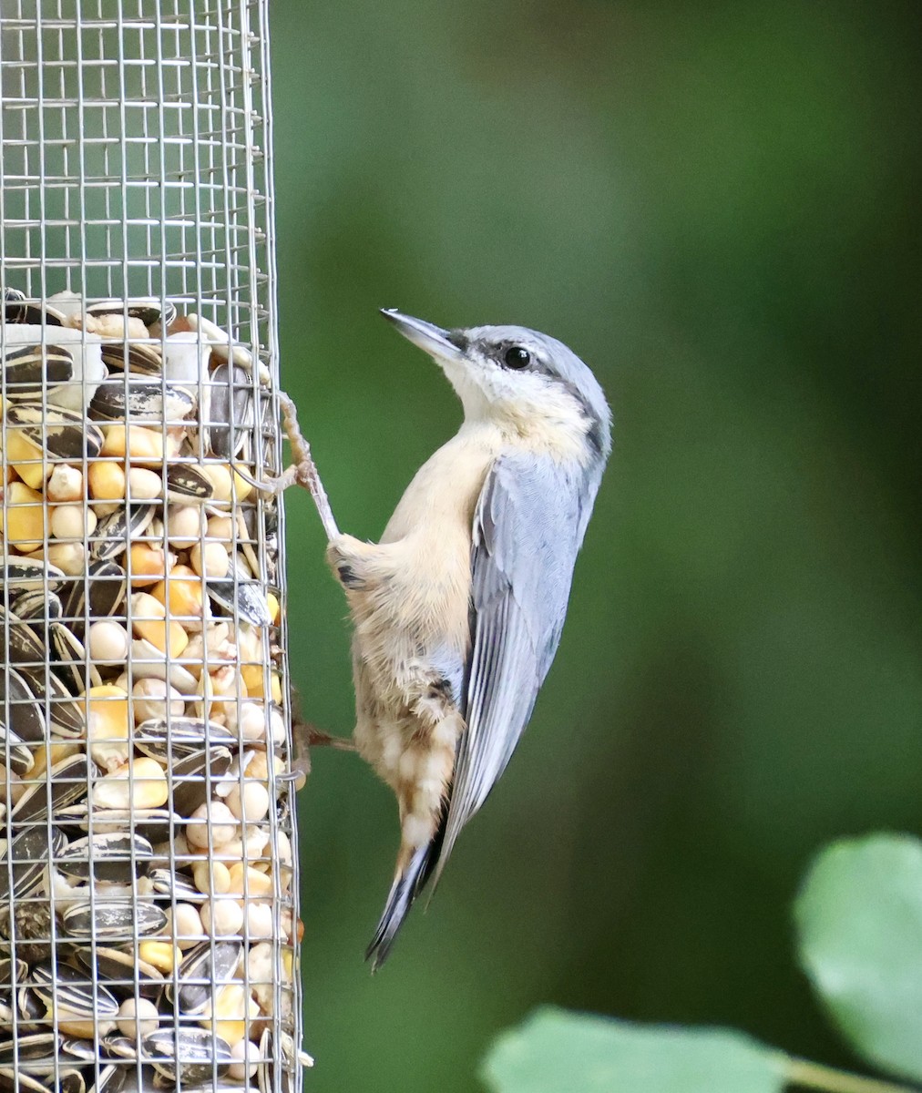 Eurasian Nuthatch - ML646416208