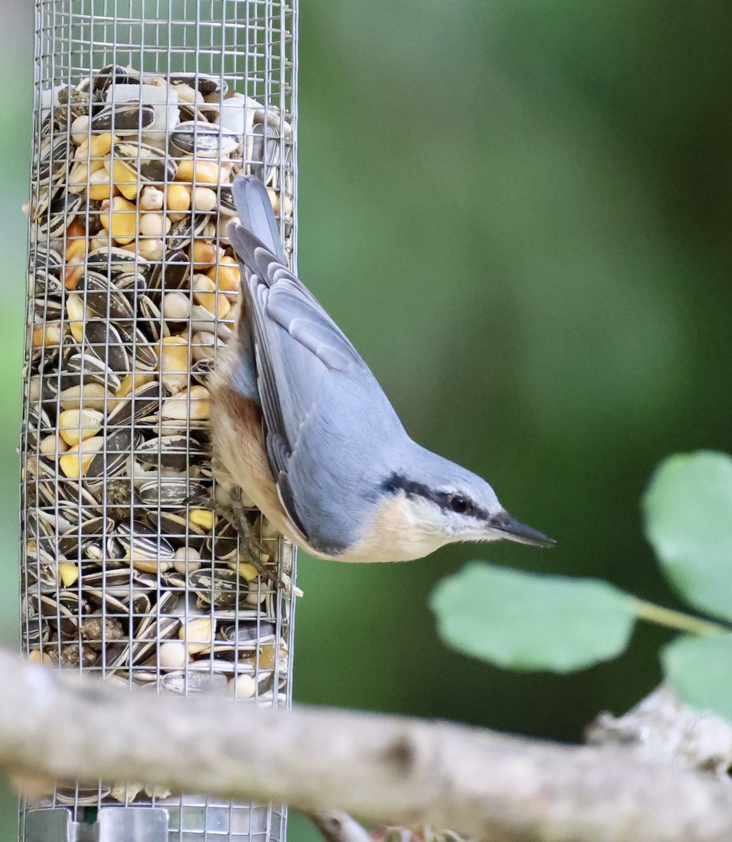 Eurasian Nuthatch - ML646416211