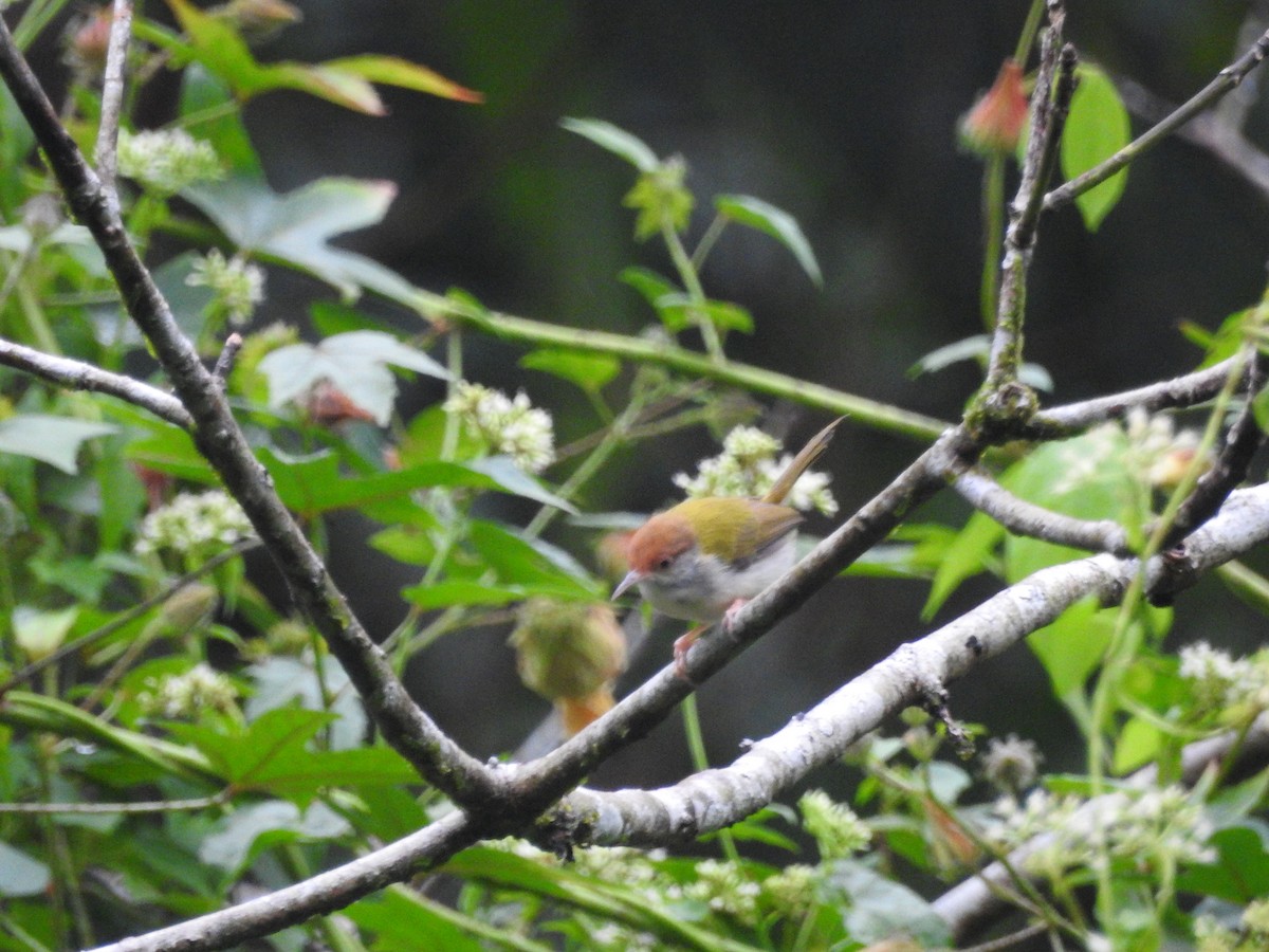 Common Tailorbird - ML646416212