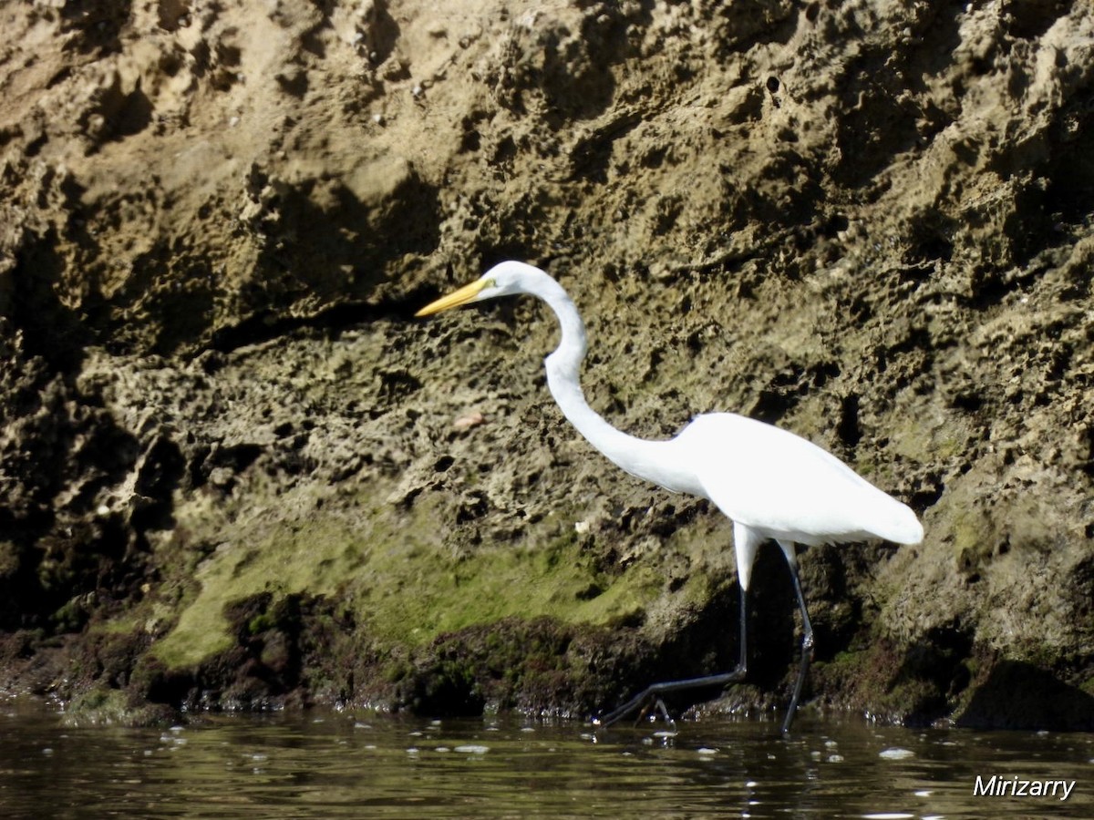 Great Egret - ML646416213