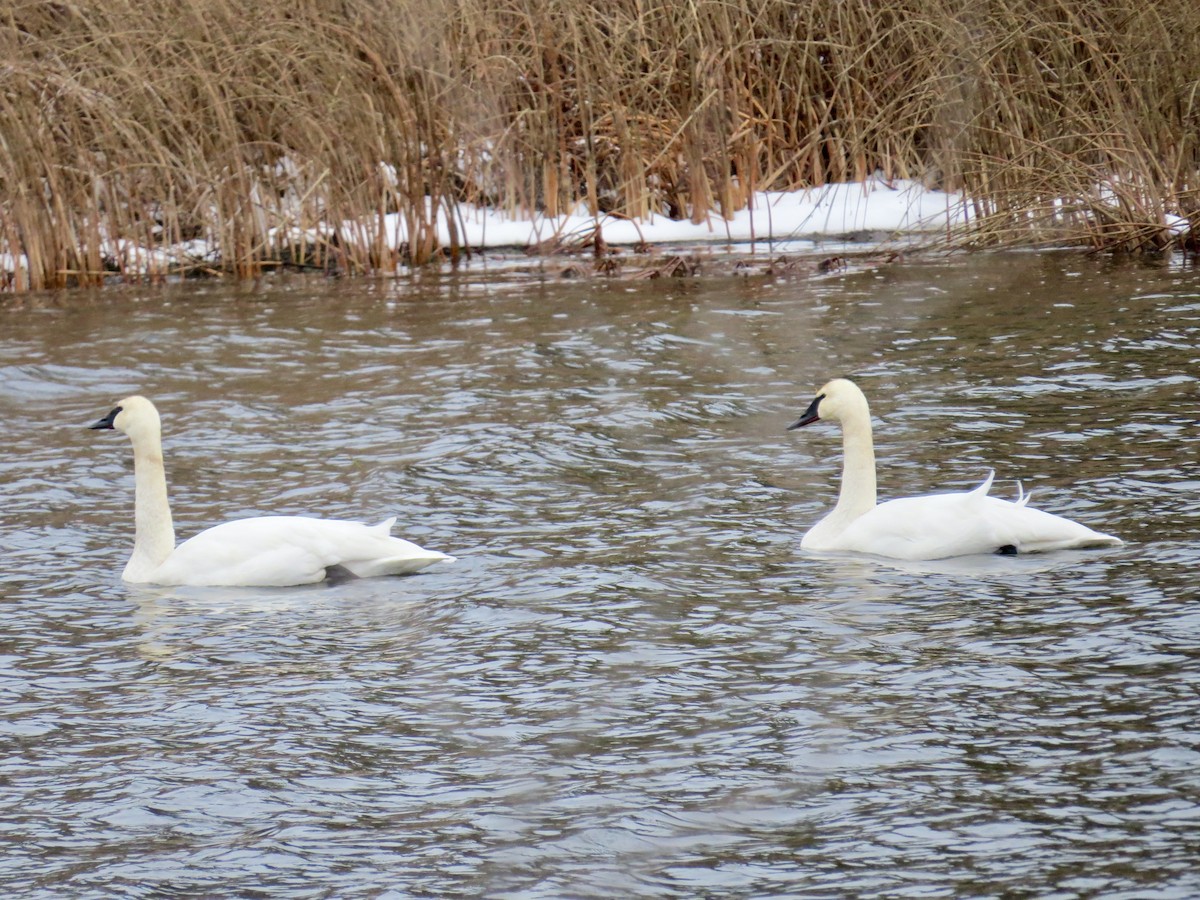 Trumpeter Swan - ML646416214