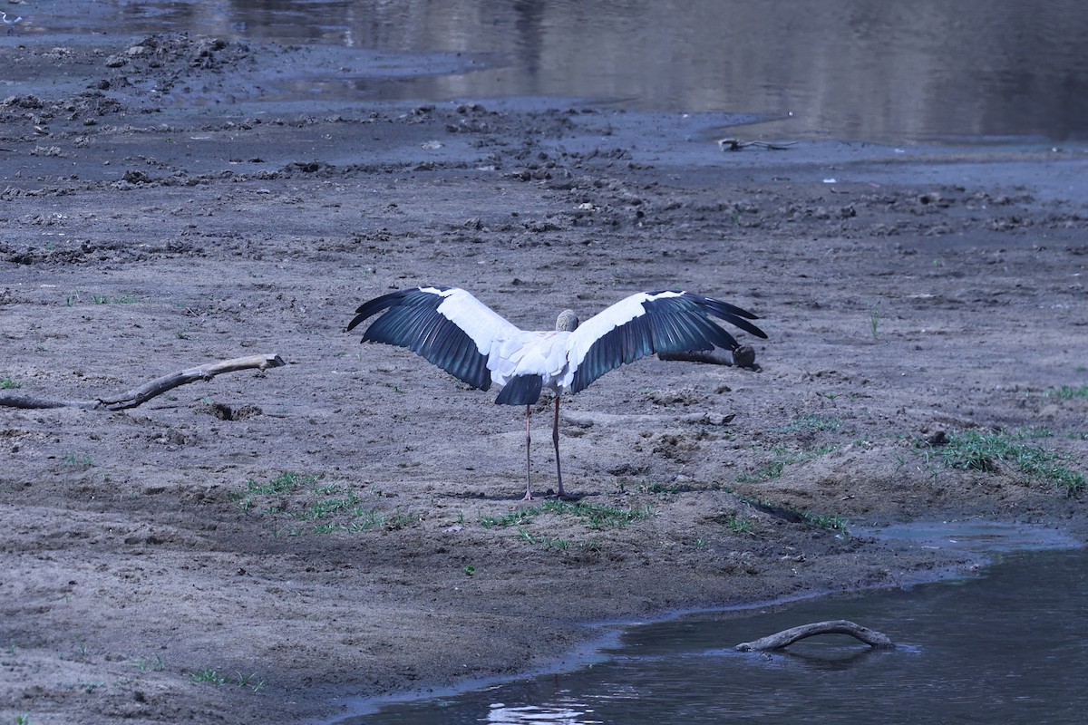 Yellow-billed Stork - ML646416215
