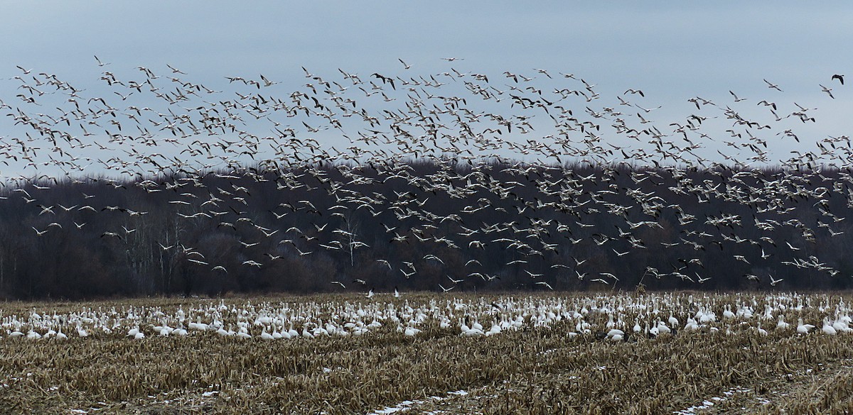 Snow Goose - ML646416217