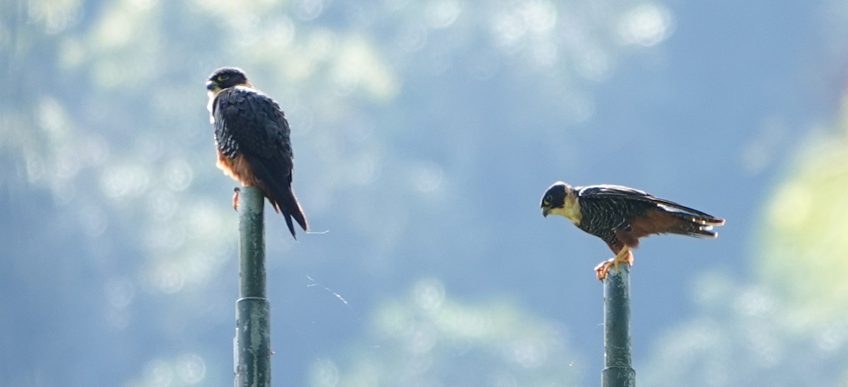 Bat Falcon - ML646416218