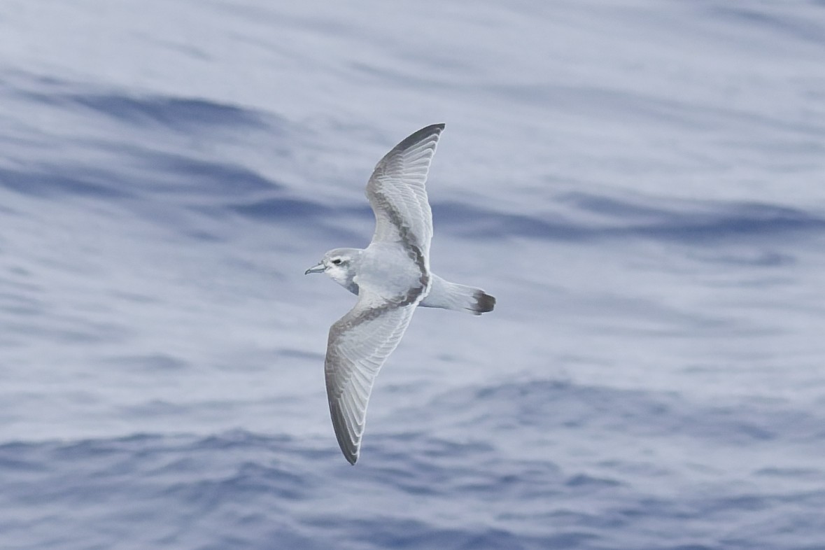 Antarctic Prion - ML646416219