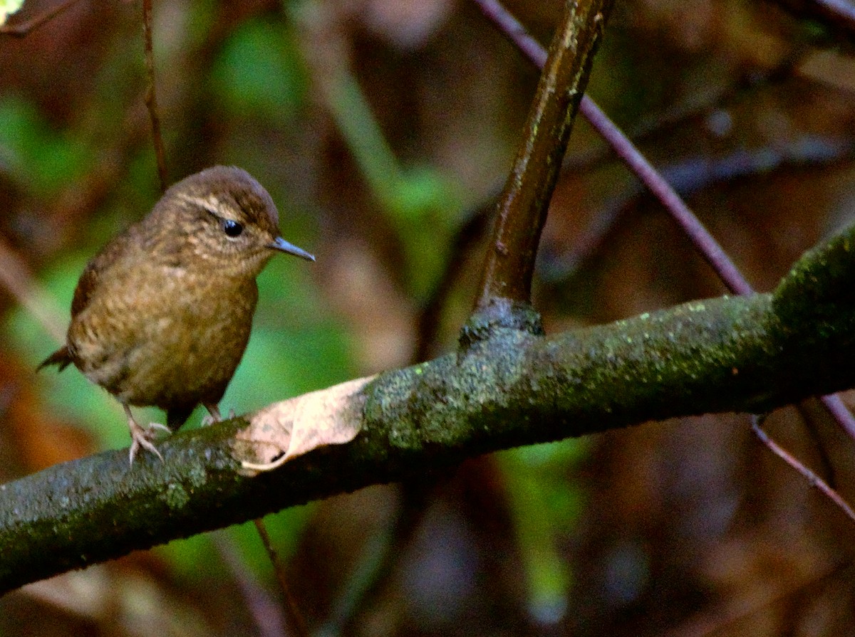Pacific Wren - ML646416220