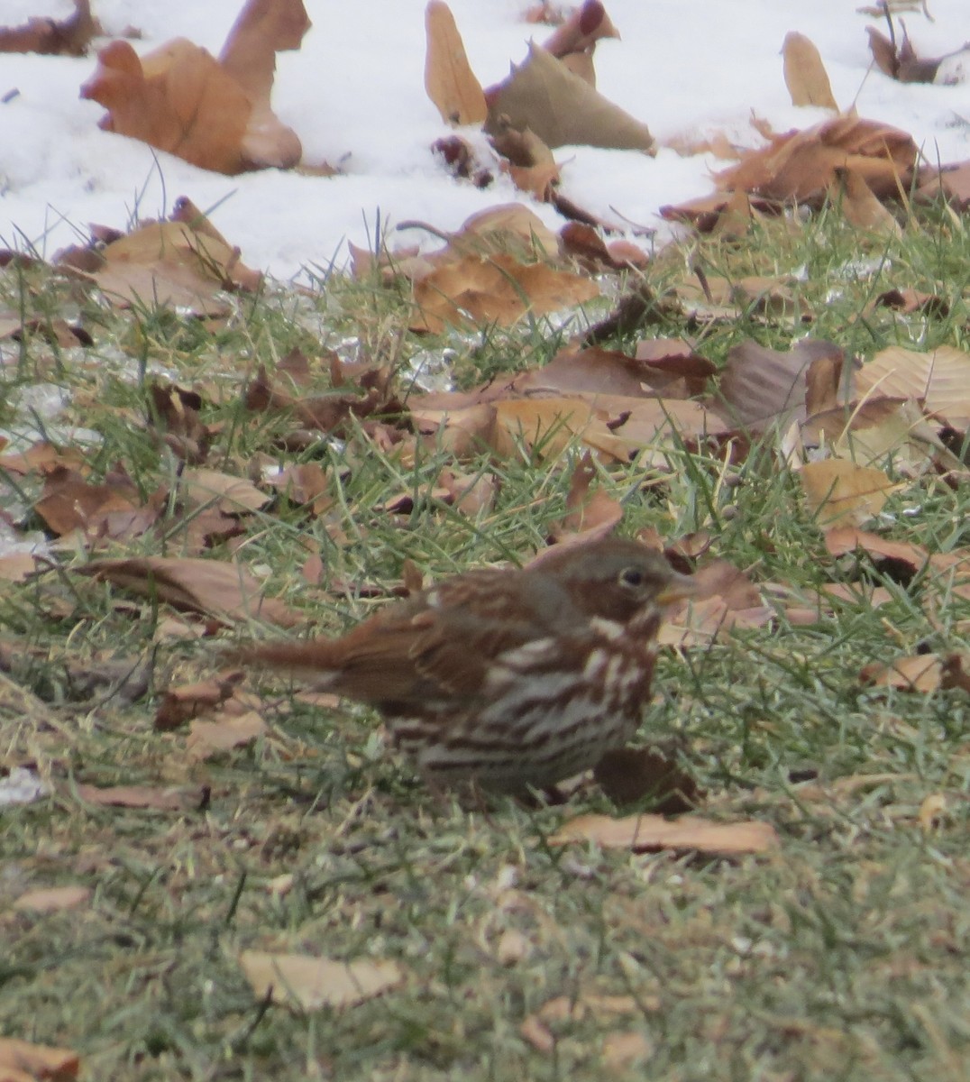 Fox Sparrow (Red) - ML646416222