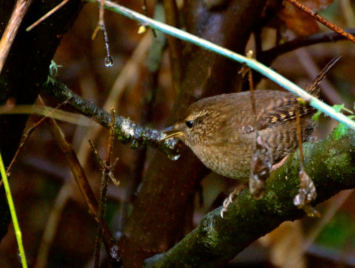Pacific Wren - ML646416223