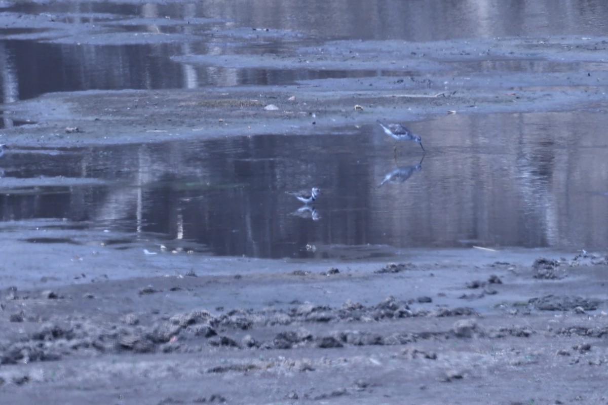 Three-banded Plover (African) - ML646416224