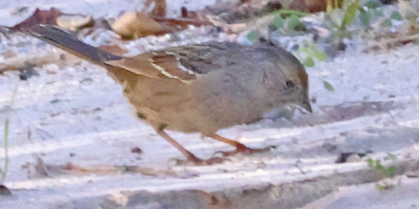 Golden-crowned Sparrow - ML646416225