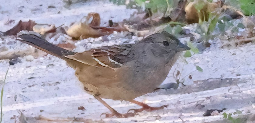 Golden-crowned Sparrow - ML646416226