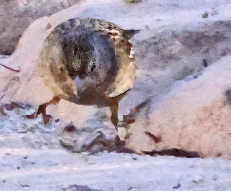 Golden-crowned Sparrow - ML646416227