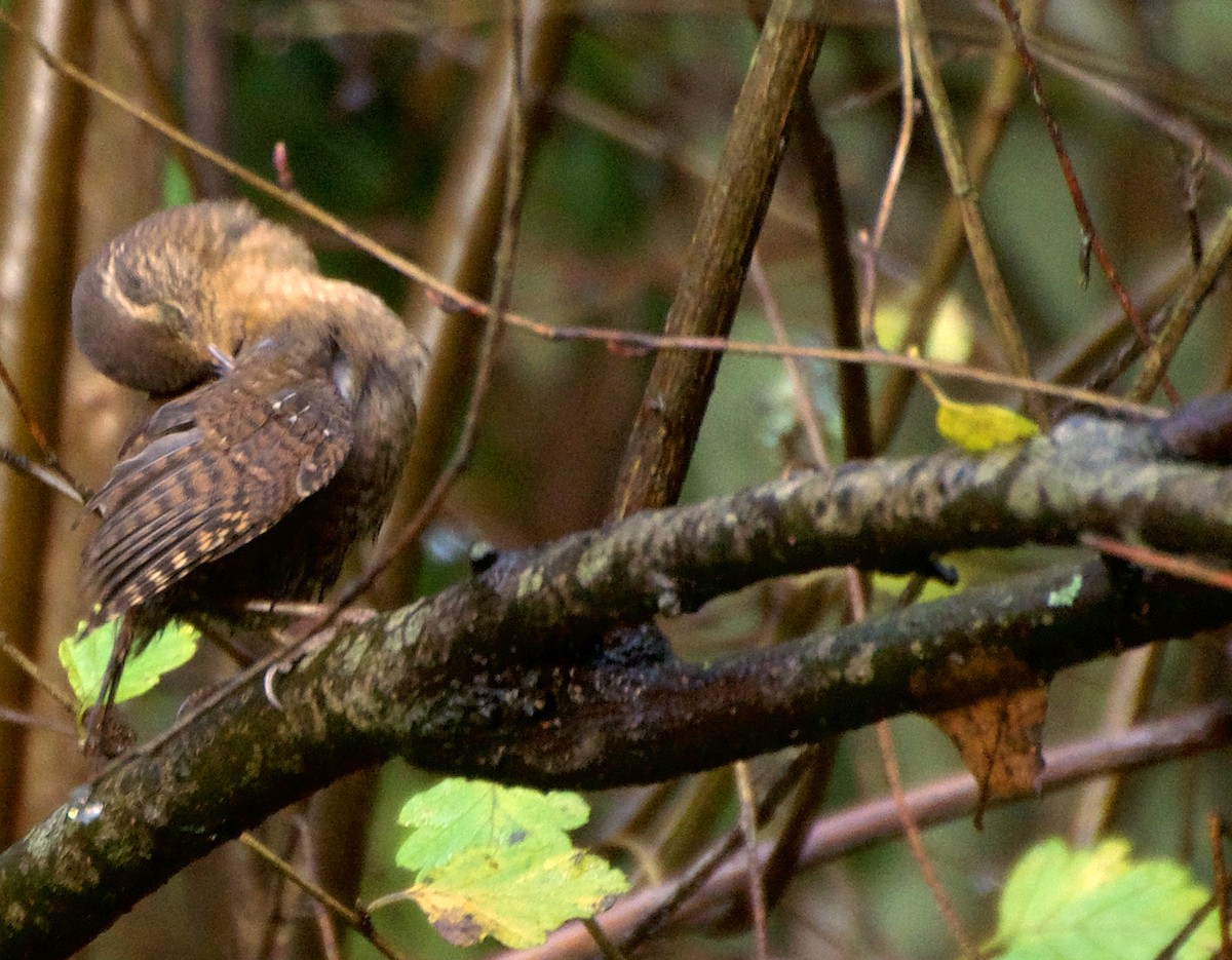 Pacific Wren - ML646416228