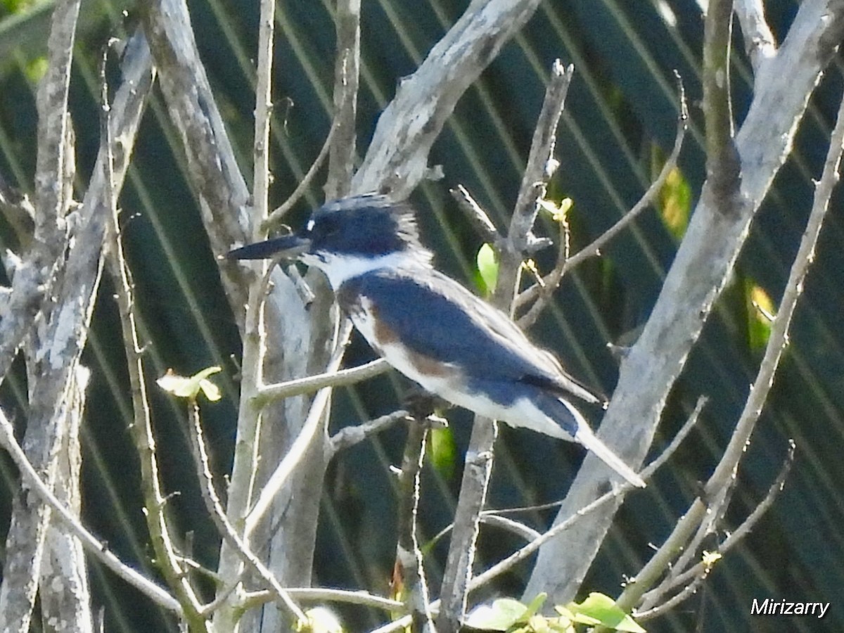 Belted Kingfisher - ML646416229