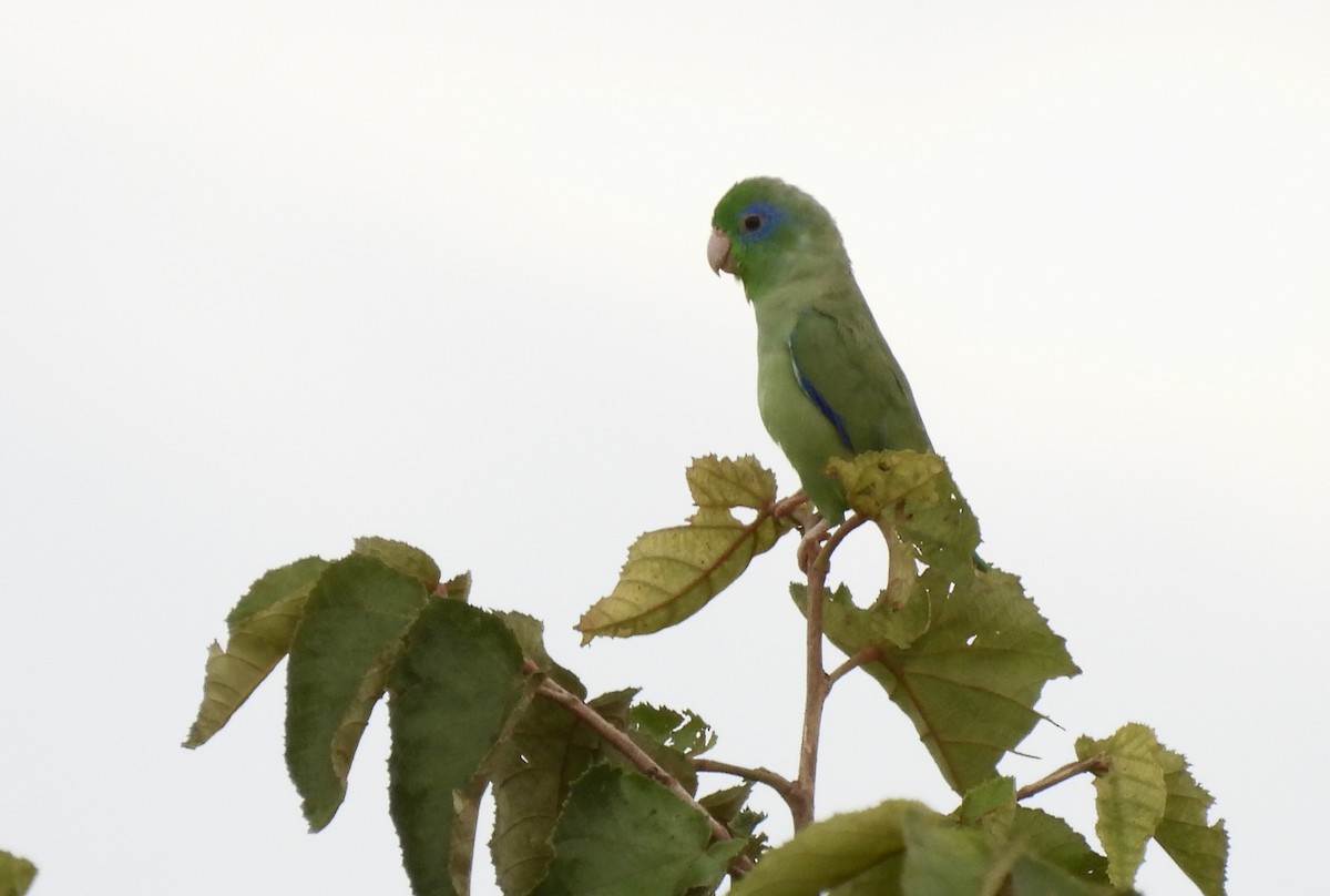 Spectacled Parrotlet - ML646416230