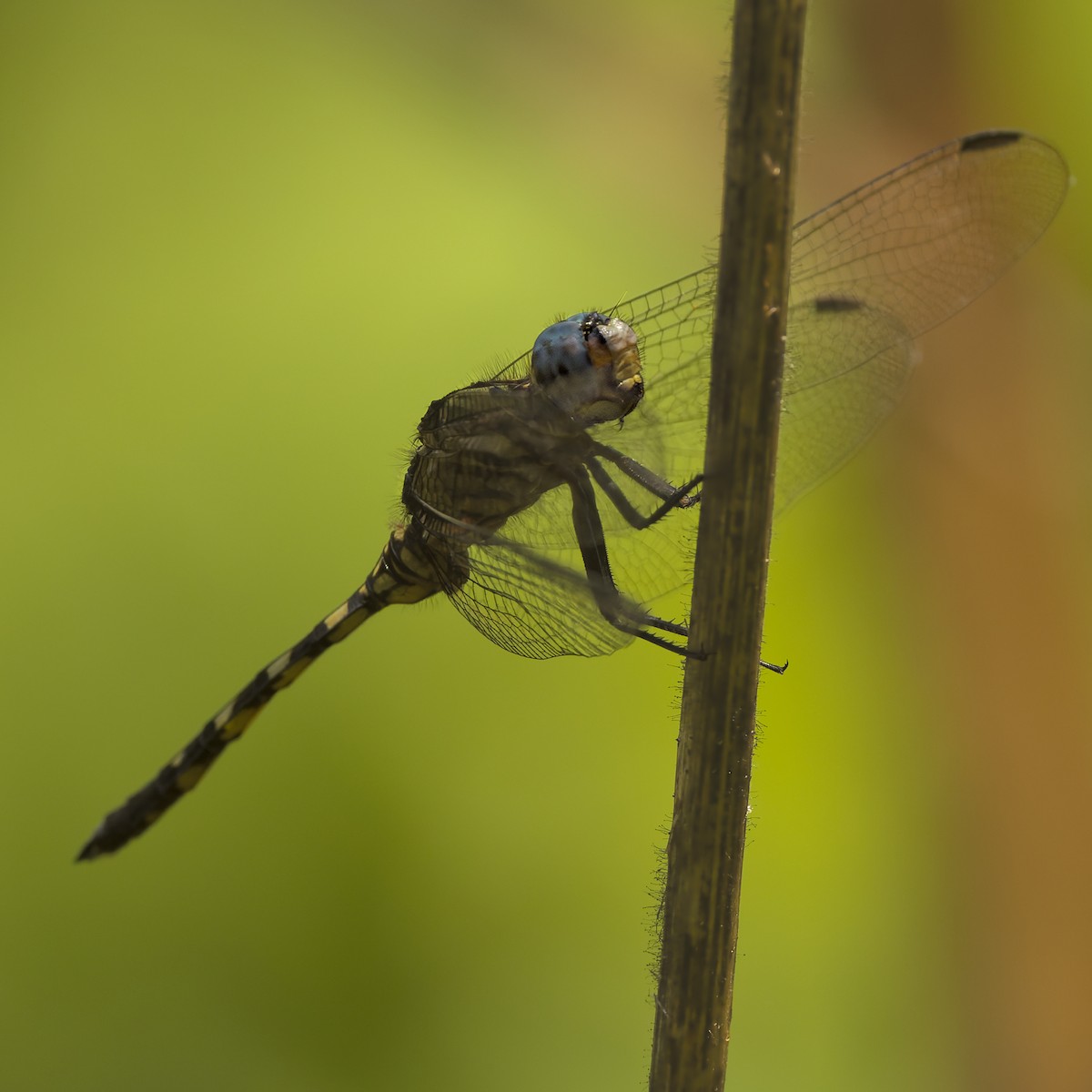 Julia Skimmer - ML646416231