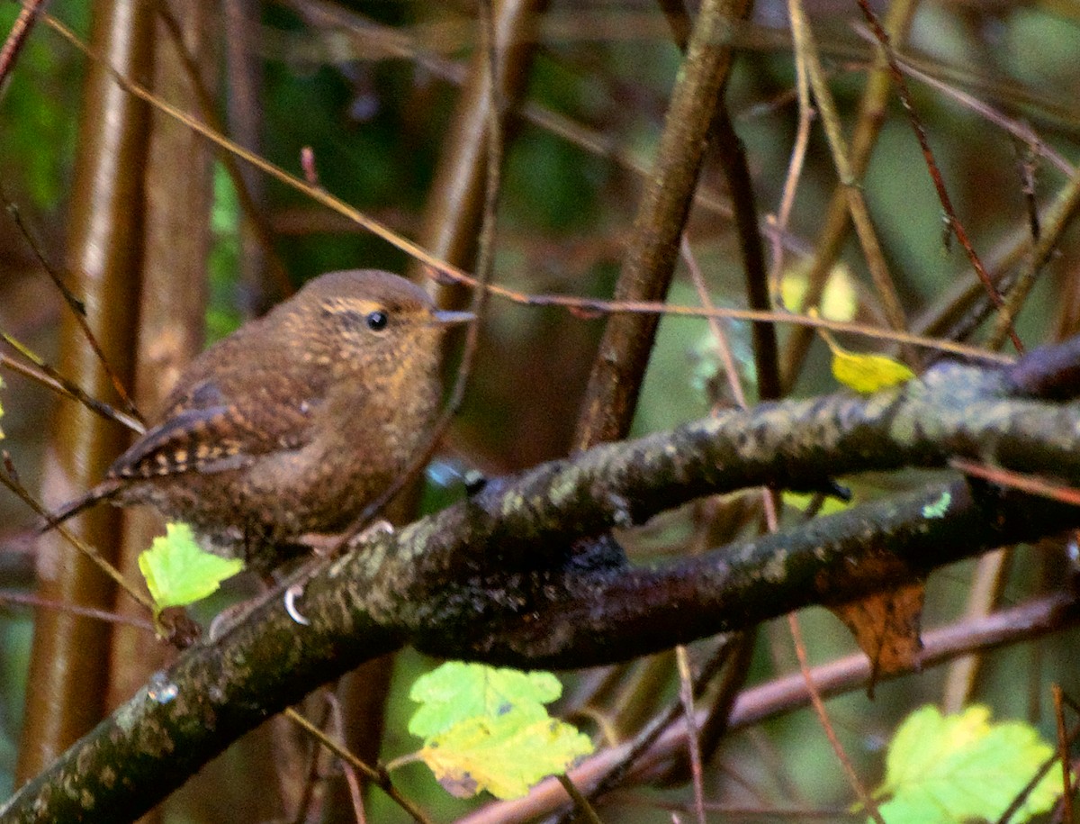 Pacific Wren - ML646416232