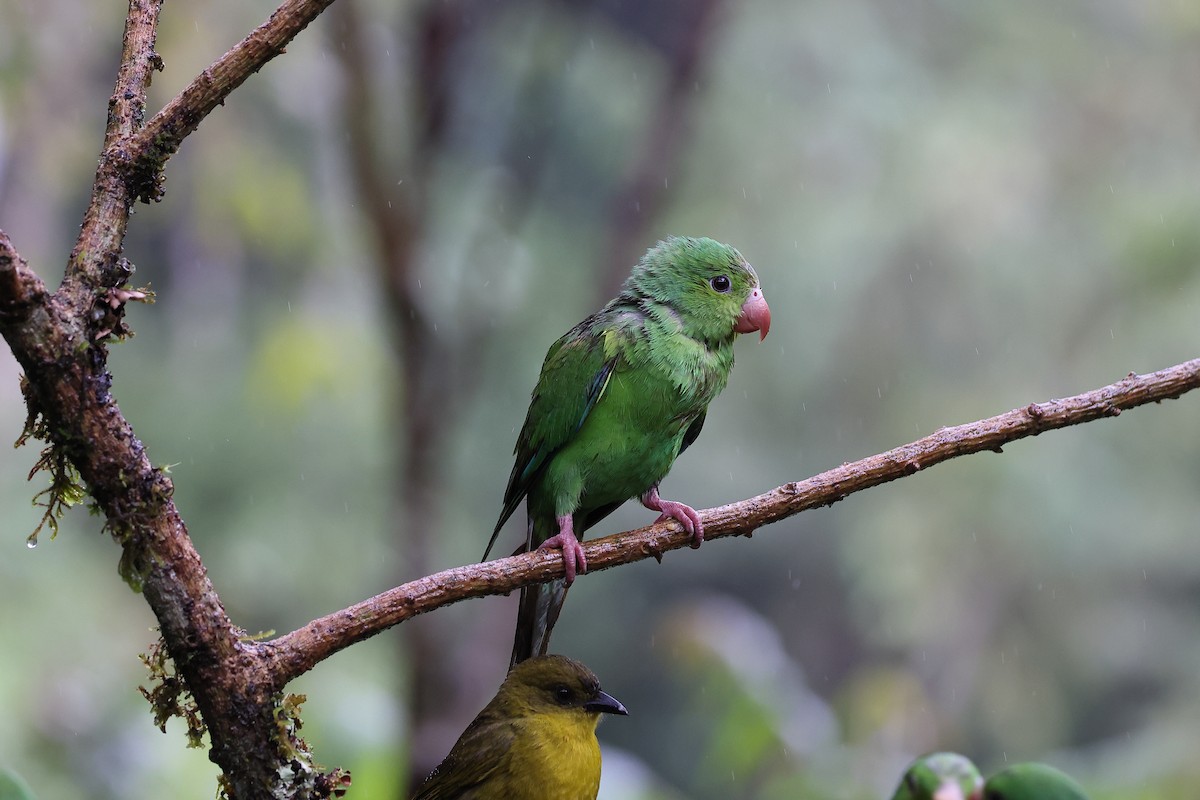 Plain Parakeet - ML646416233