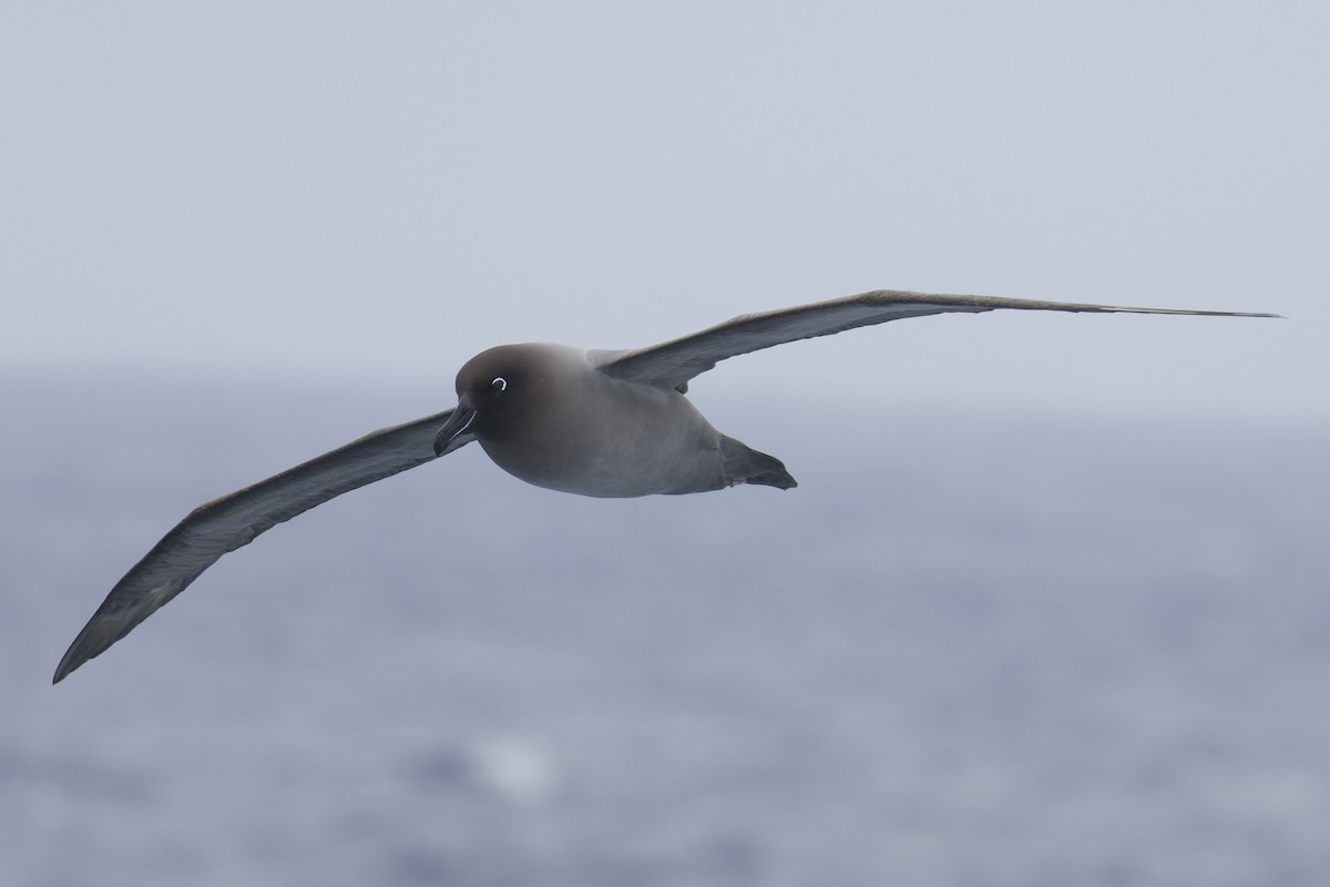 Light-mantled Albatross - ML646416234