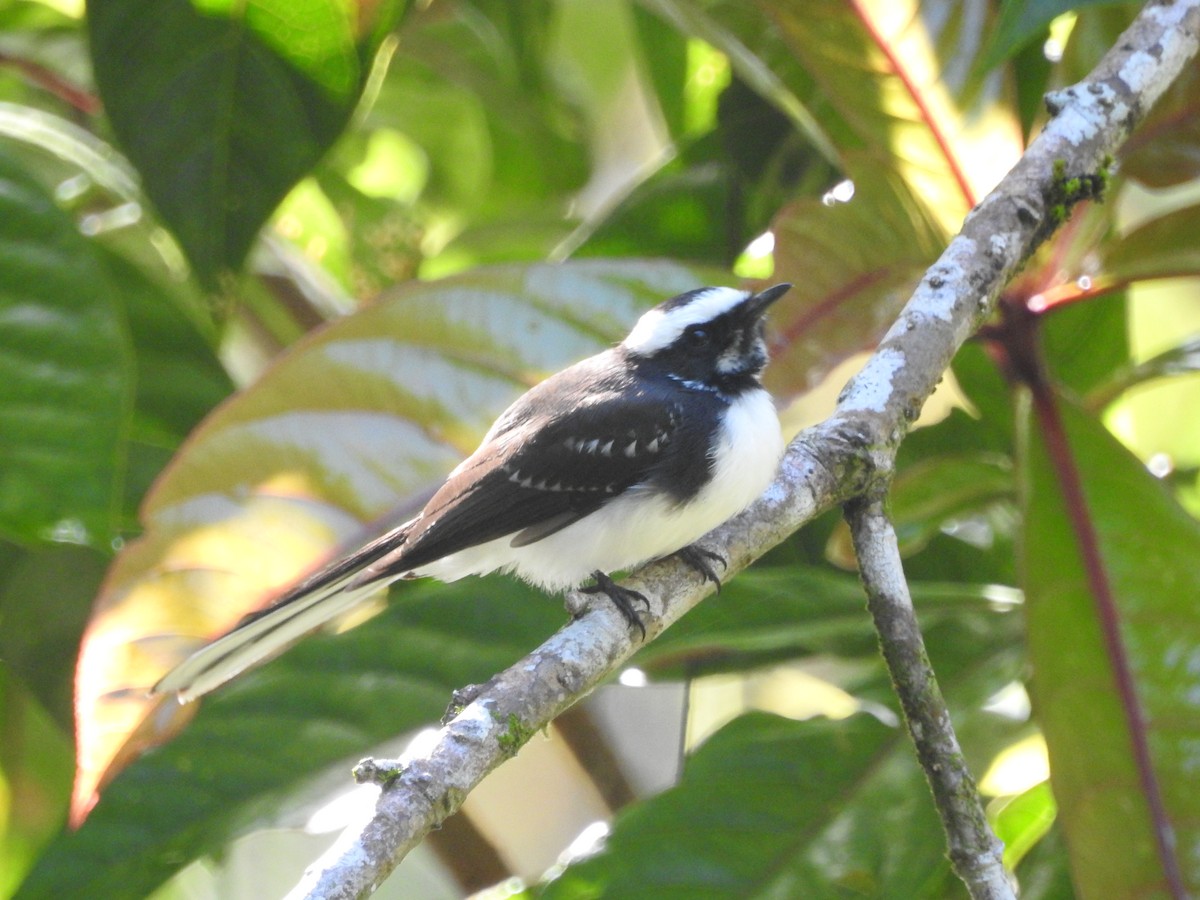 White-browed Fantail - ML646416235