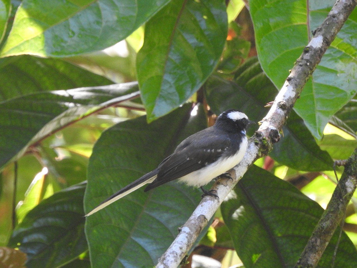 White-browed Fantail - ML646416236