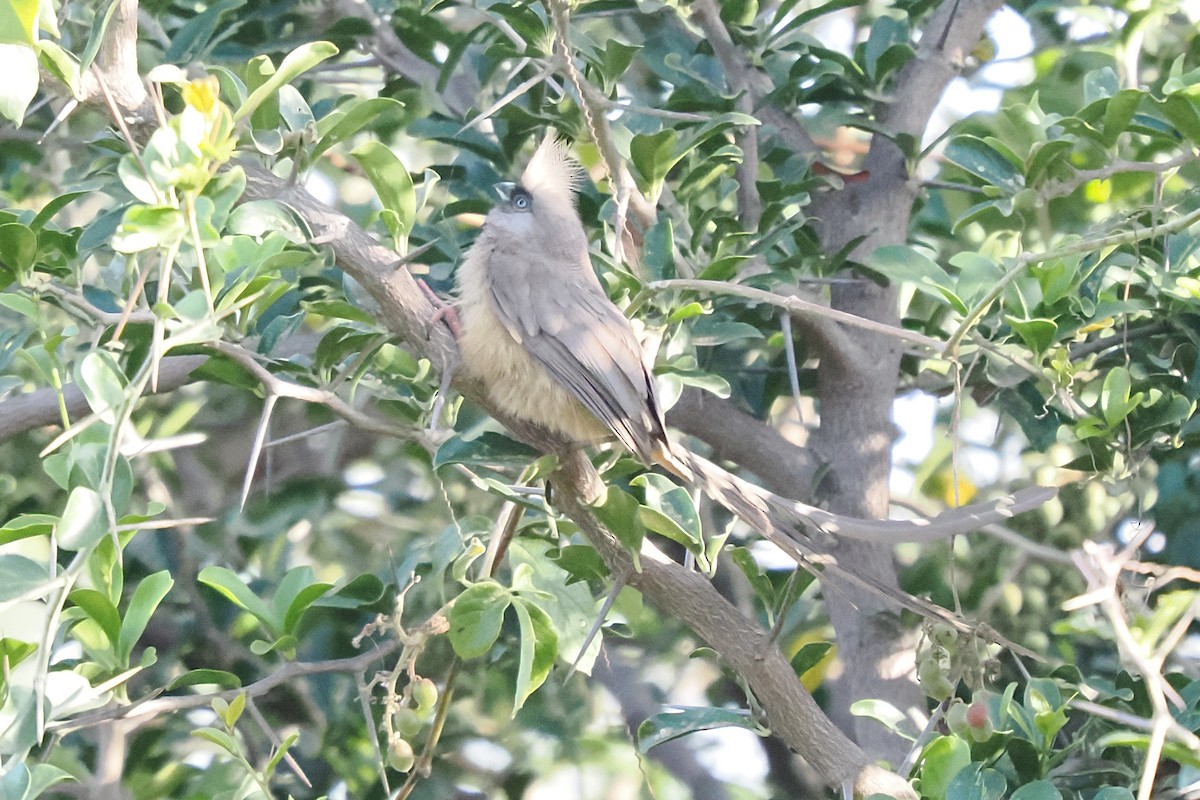 Speckled Mousebird - ML646416237