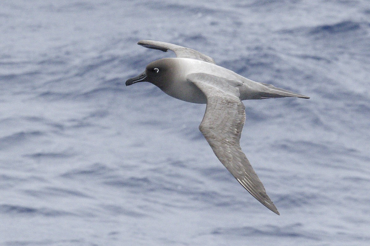 Light-mantled Albatross - ML646416238