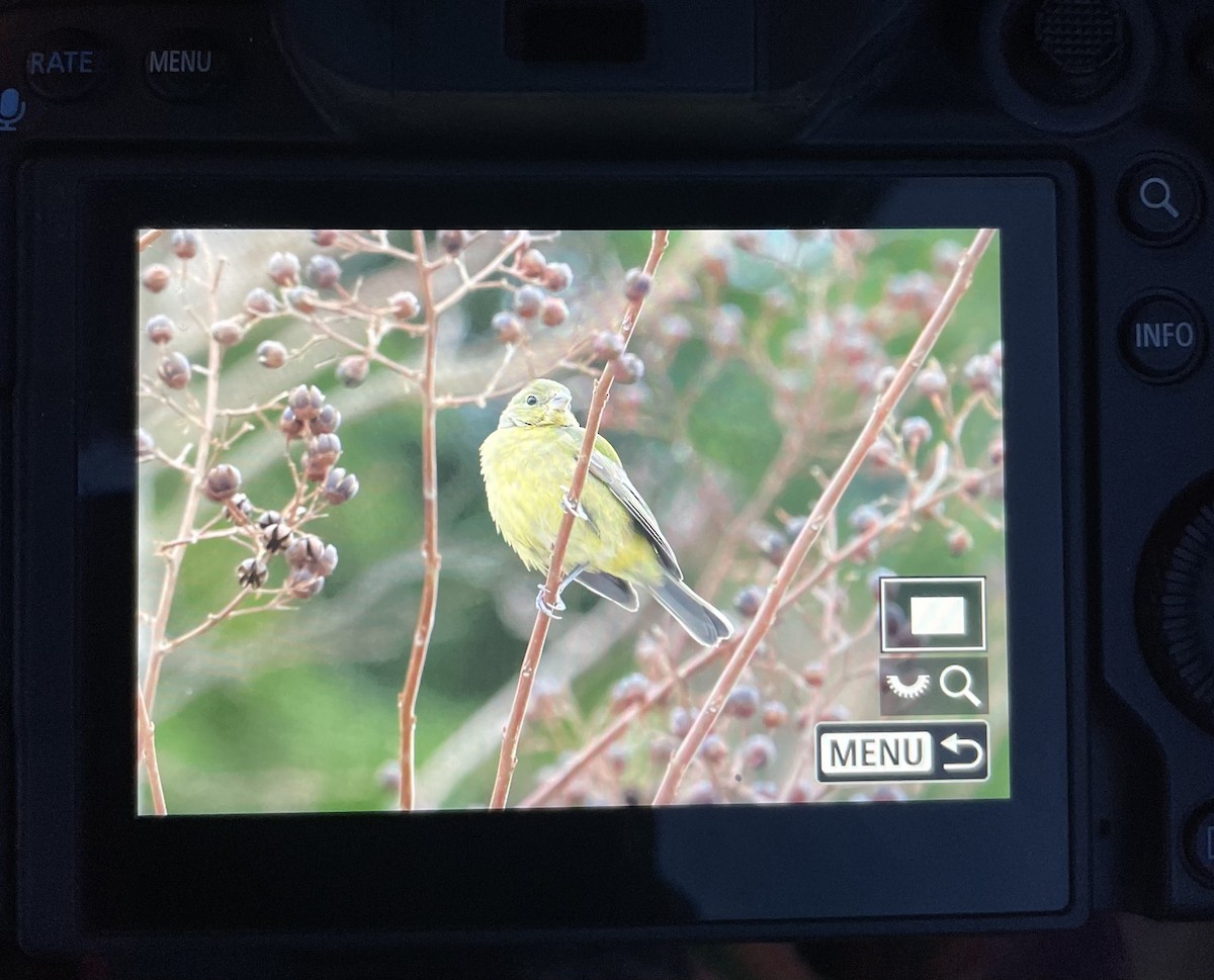 ゴシキノジコ - ML646416239