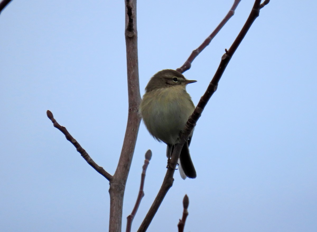 Common Chiffchaff - ML646416240