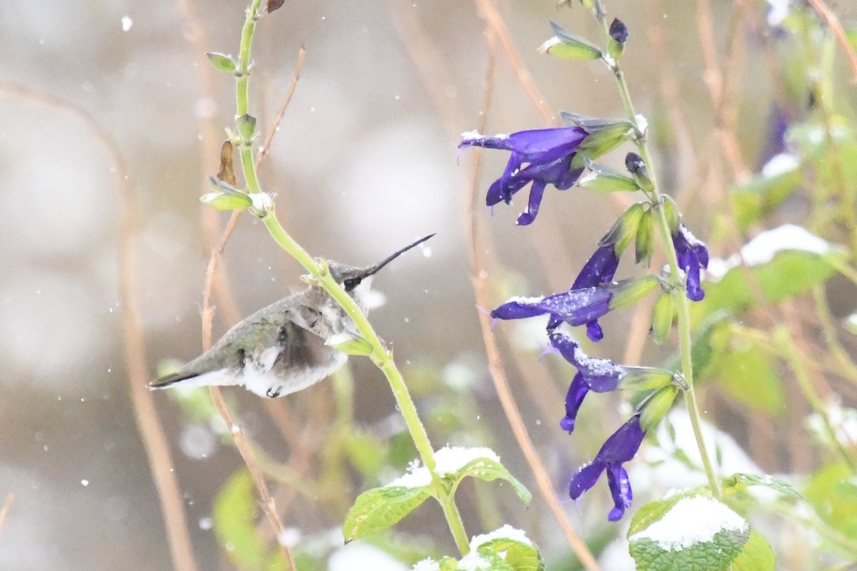 Black-chinned Hummingbird - ML646416241
