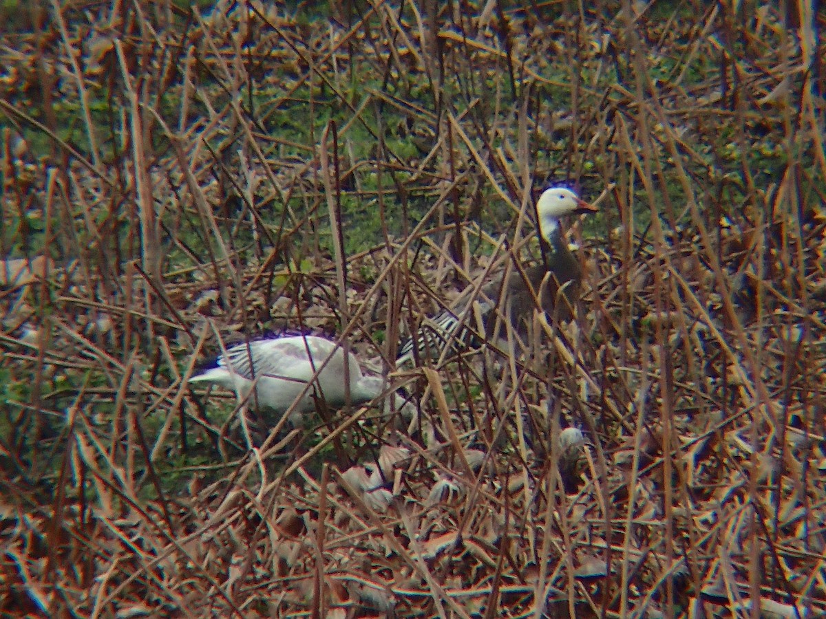 husa sněžní - ML646416242