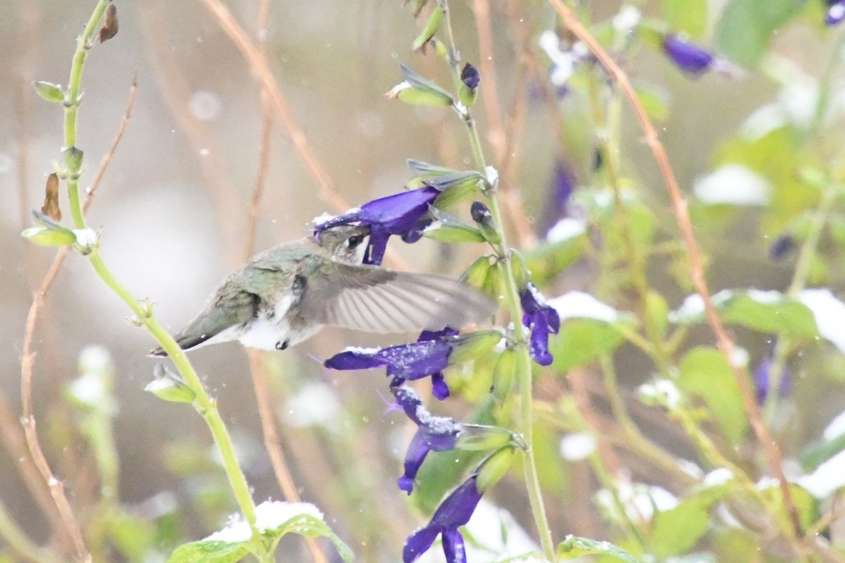 Black-chinned Hummingbird - ML646416243