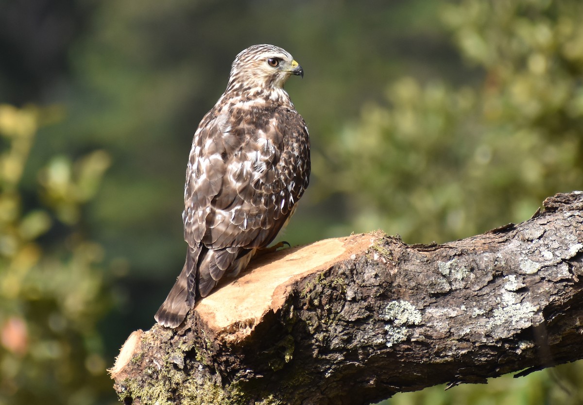 Канюк ширококрилий - ML646416244