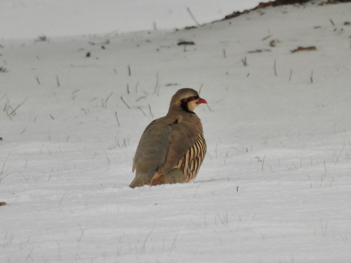 Chukar - ML646416245
